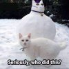 cat snow.jpg
