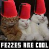 Fez Cats 3a.jpg
