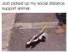 social distance animal.jpg