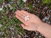 220px-Hand_holding_hail_in_a_strawberry_patch.jpg