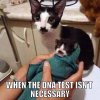 Cat-No DNA Test.jpg