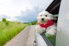 dog-car-anxiety_canna-pet-1024x684.jpg