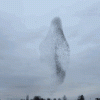murmuration avatar 4.gif
