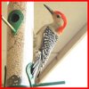 Pecker 1a.JPG