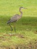 1 heron 1a.jpg