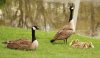 6 geese 1a.jpg