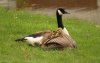 6 geese 1b.jpg