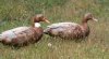 2 ducks 1a.jpg