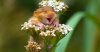 happy mouse.jpeg