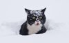 cat.jpg