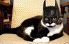 CatBat 1b.jpg