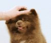 IDK woot 4.gif