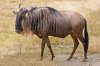1200px-Blue_Wildebeest,_Ngorongoro.jpg
