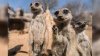 meerkats rejoice.jpeg