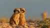 more meerkats.jpg