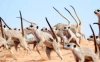 war dance meerkats.jpeg