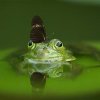 frog-butterfly-av.jpg