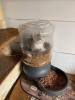 cat in bottle.png