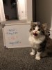 kitten.jpg