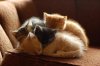 kitten pile.jpg