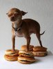hamburger chihuahua.jpg