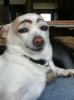 dog makeup 5.jpeg