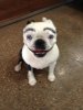 dog makeup 4.jpeg