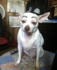 dog makeup 3.jpeg