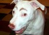 dog makeup 2.jpeg