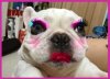 dog makeup.jpeg