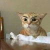 cat makeup 1.jpeg