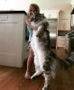 cooncat 3.jpeg