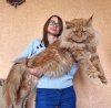 cooncat 2.jpeg