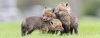 Fox Cubs 1a.jpeg