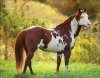 apha-holley-3-e1609491034295.jpg