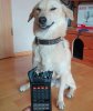 phone dog.jpg
