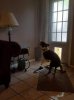 dog sprinkler.jpg