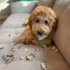 dog money.jpg