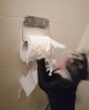 cat tp.jpg