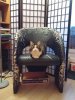 cat chair.jpg