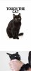 cat touch.jpg