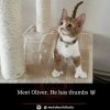 Cat Has Thumbs 3a.jpg