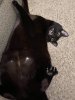 the cats belly.jpg