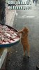 thank you cat-.jpg