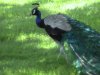 peadcock avatar.jpg