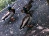 duck grouping avatar.JPG