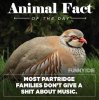 bird fact.jpg