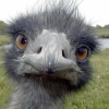 ostrich-av.png