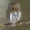 northern-pygmy-owl-av.jpg