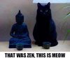 zen meow.jpg